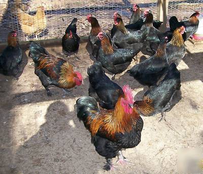24 black copper marans hatching eggs npip ga-1150