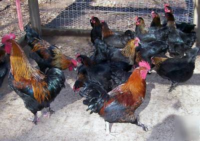 24 black copper marans hatching eggs npip ga-1150