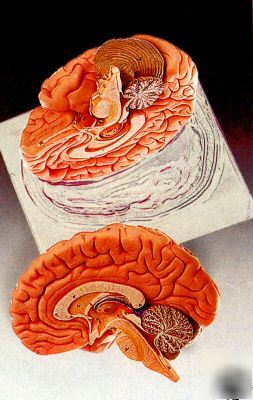Brain 2- hemispheres anatomical model #2110 medial *