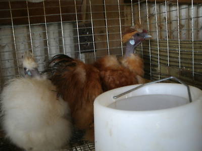 Show girl silkie bantam hatching eggs 8+