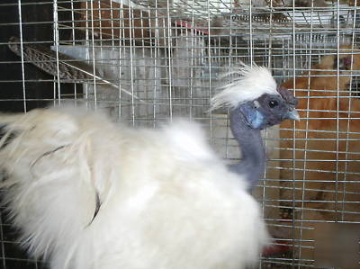 Show girl silkie bantam hatching eggs 8+