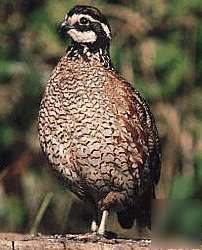 18 georgia giant bobwhite quail hatching eggs incubator