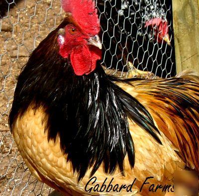 Golden lakenvelder chicken hatching eggs ~vorwerk~ 10+ 