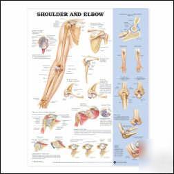 Shoulder & elbow anatomical anatomy chart/charts/models