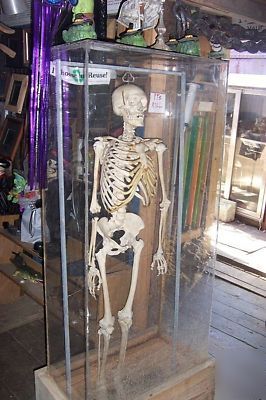 Real human skelton in plexiglass case