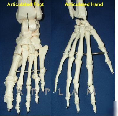 1ST qlty 5FT 6 numbered human skeleton anatomical model