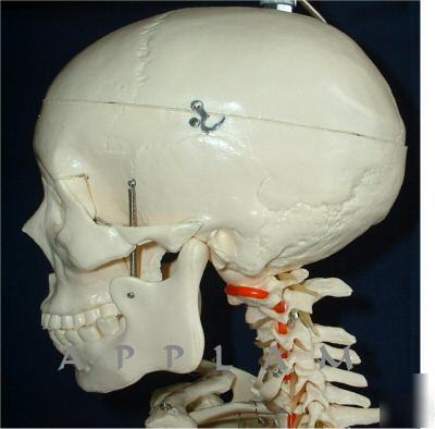 1ST qlty 5FT 6 numbered human skeleton anatomical model