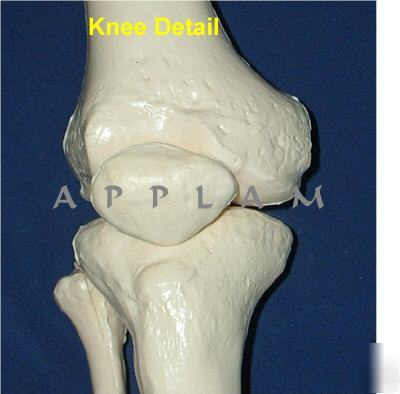 1ST qlty 5FT 6 numbered human skeleton anatomical model