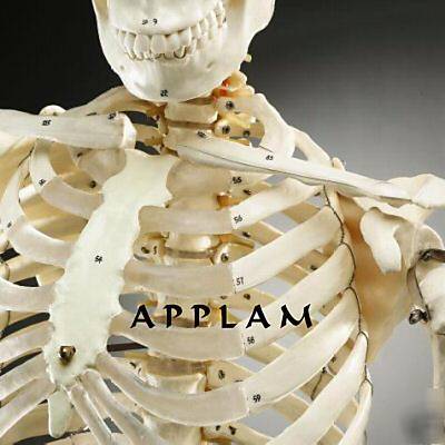 1ST qlty 5FT 6 numbered human skeleton anatomical model