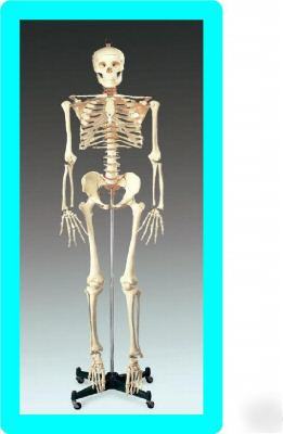 1ST qlty 5FT 6 numbered human skeleton anatomical model
