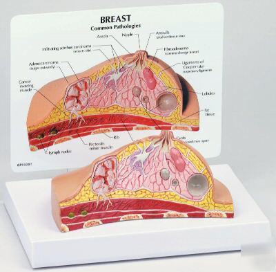 Breast x-section human anatomical model #3450 free s&h*