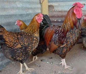 6+ gold laced wyandotte standard hatching eggs glw-1