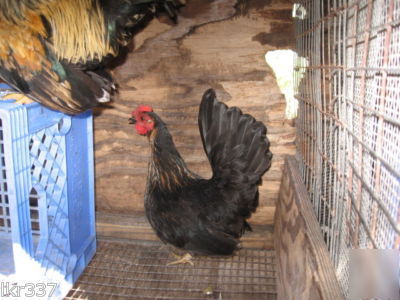 18 fancy breed bantam chicken hatching eggs 