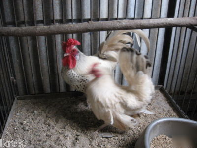 18 fancy breed bantam chicken hatching eggs 