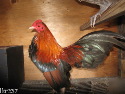18 fancy breed bantam chicken hatching eggs 