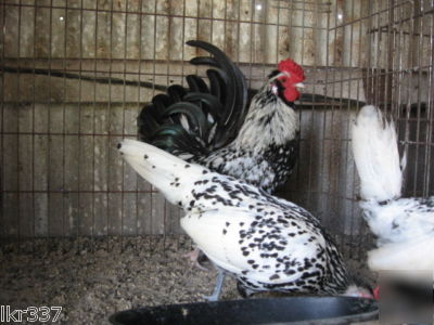 18 fancy breed bantam chicken hatching eggs 