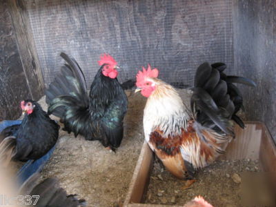 18 fancy breed bantam chicken hatching eggs 