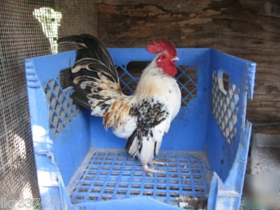 18 fancy breed bantam chicken hatching eggs 