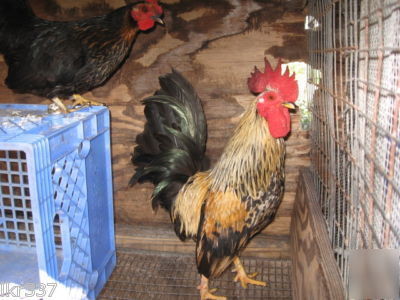 18 fancy breed bantam chicken hatching eggs 