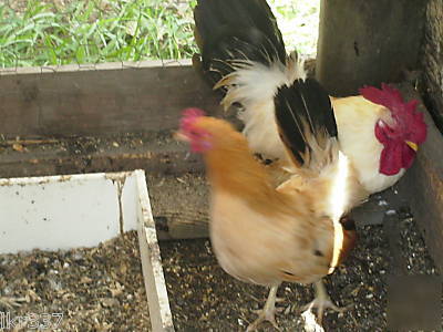 18 fancy breed bantam chicken hatching eggs 