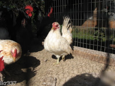 18 fancy breed bantam chicken hatching eggs 