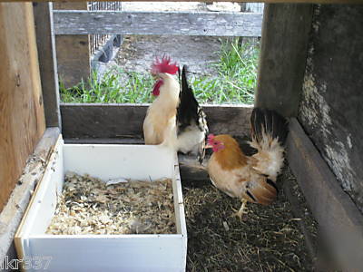 18 fancy breed bantam chicken hatching eggs 