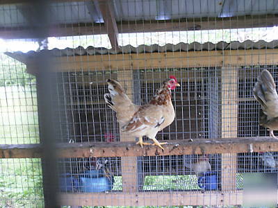 18 fancy breed bantam chicken hatching eggs 