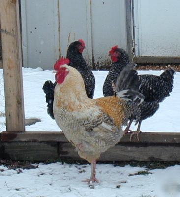 Golden cuckoo marans maran dozen hatching eggs, 12 