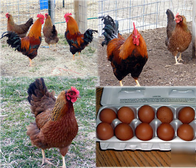 Beautiful welsummer hatching eggs 10+ fertile 