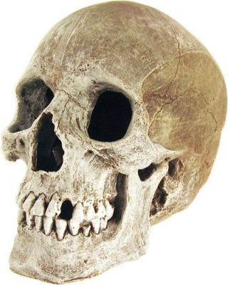 Realistic human skull lifelike model real quality resin