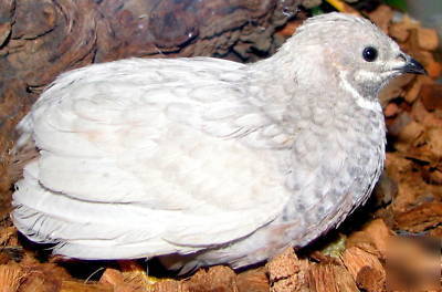 Fertile button quail bird eggs for incubator hatching