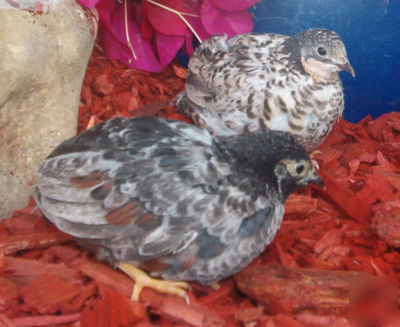 Fertile button quail bird eggs for incubator hatching