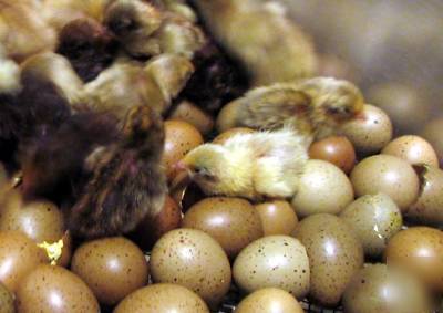 Fertile button quail bird eggs for incubator hatching