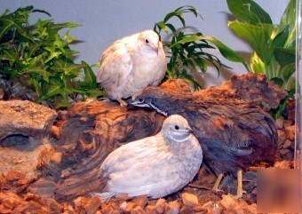 Fertile button quail bird eggs for incubator hatching