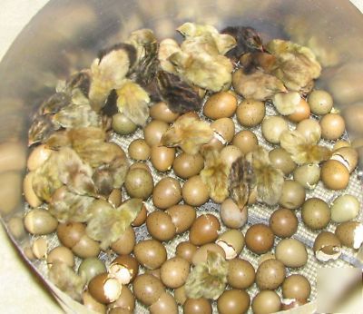 Fertile button quail bird eggs for incubator hatching