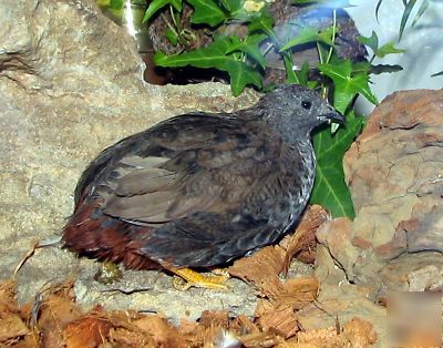 Fertile button quail bird eggs for incubator hatching