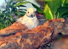 Fertile button quail bird eggs for incubator hatching