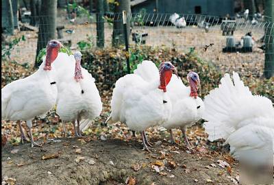 6+ rare beltsville small white turkey hatching eggs 