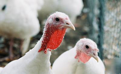 6+ rare beltsville small white turkey hatching eggs 